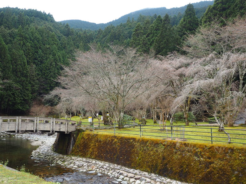 あきつの小野公園　桜