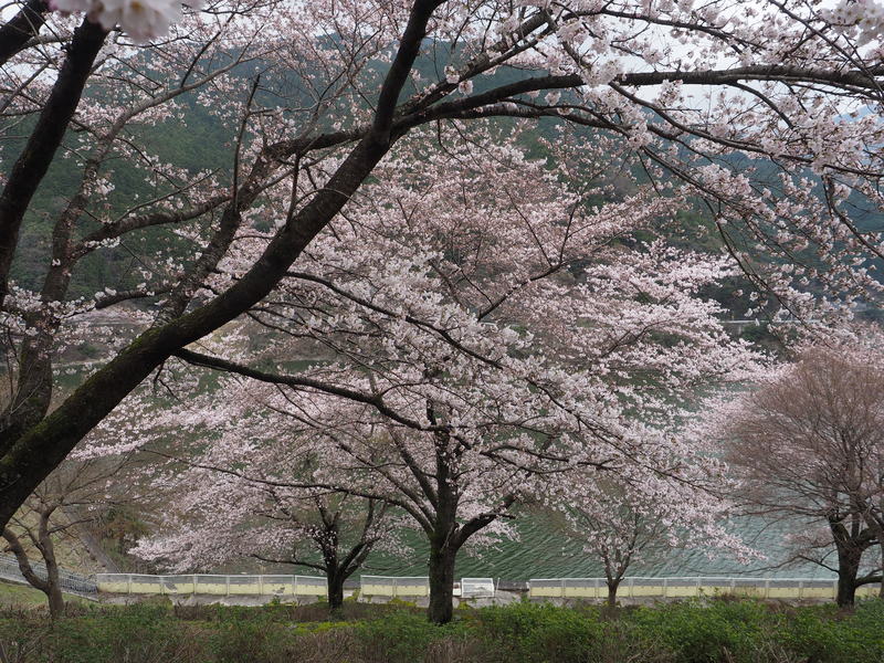 ホテル杉の湯　桜の写真01