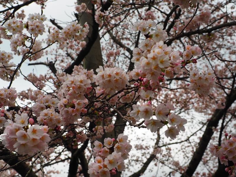 ホテル杉の湯　桜の写真02