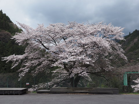 源流分校　桜の写真