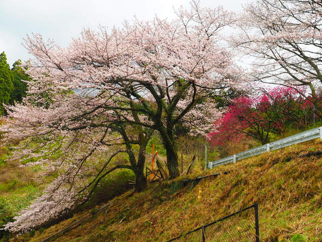 源流分校上　桜の写真