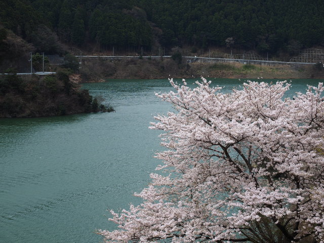 杉の湯　桜の写真01