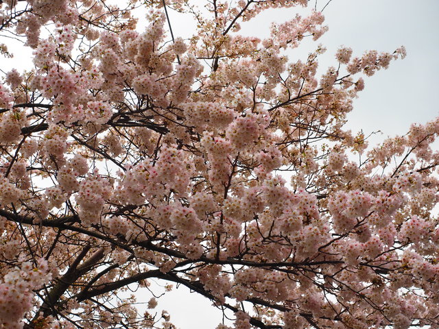 杉の湯　桜の写真02