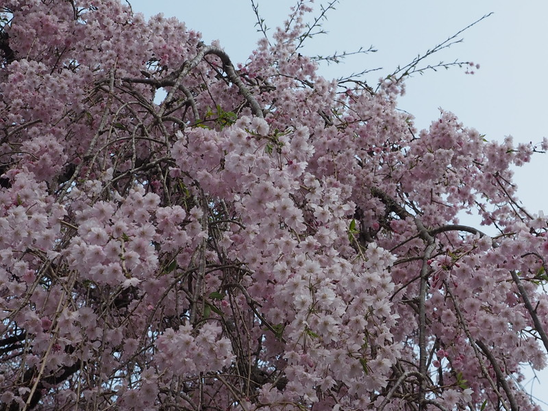 枝垂れ桜満開の写真