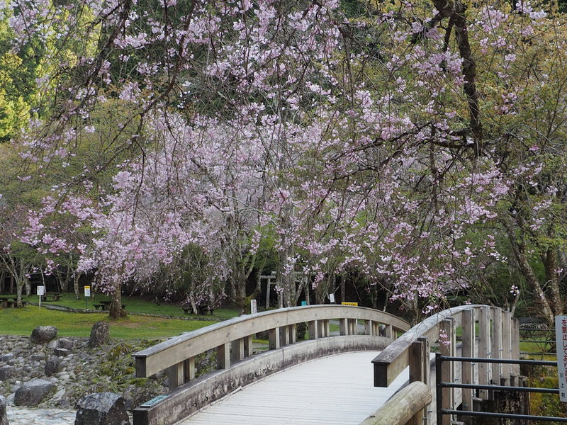 枝垂れ桜と橋の写真