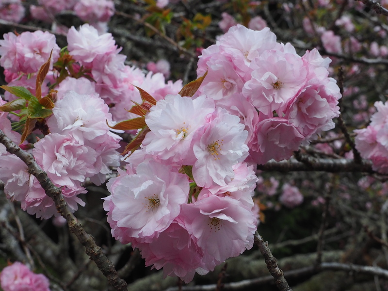 八重桜満開の写真