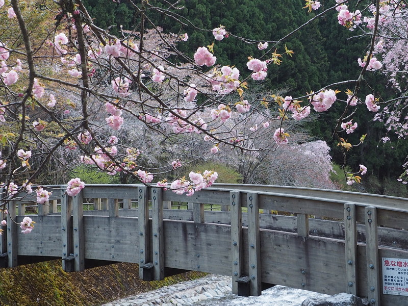 八重桜と橋