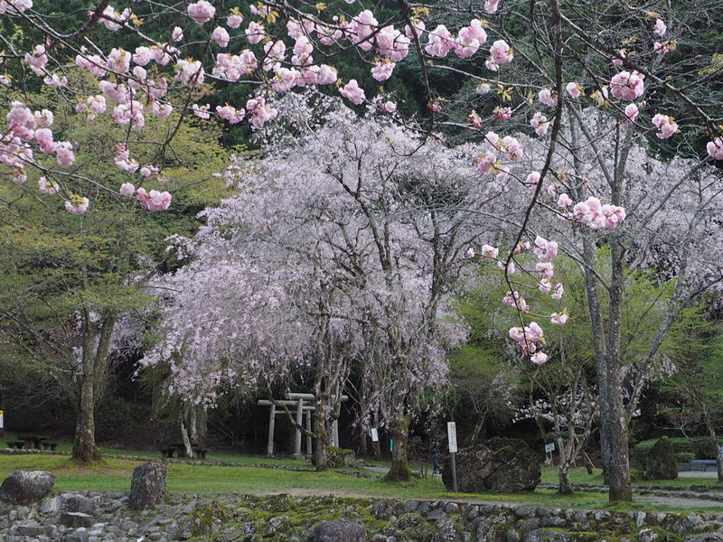 八重桜から枝垂れ桜写真