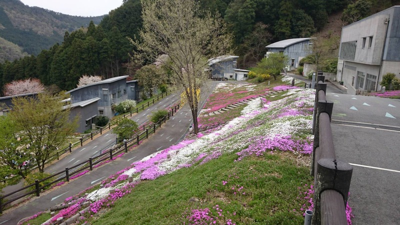 匠の聚　芝桜の写真.jpg