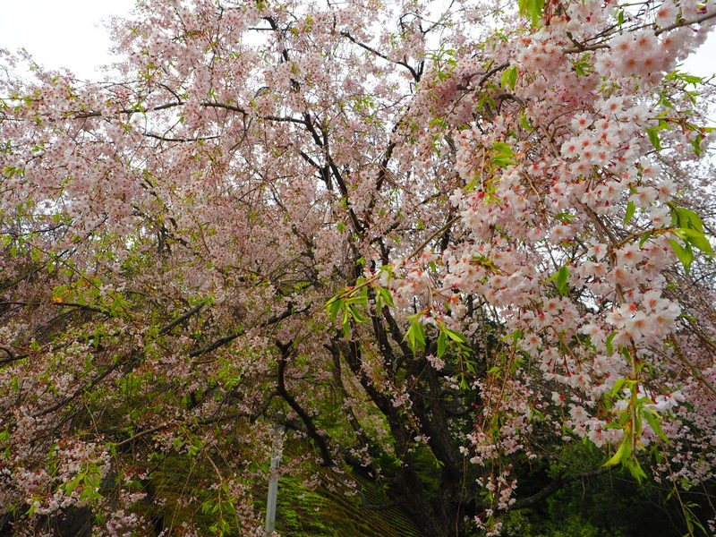 丹生川上神社上社　枝垂れ桜の写真２