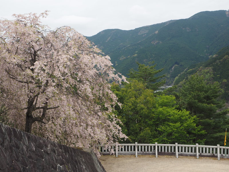 丹生川上神社上社　枝垂れ桜の写真