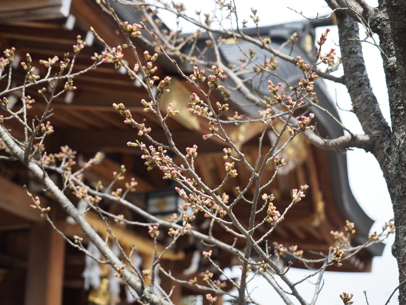 桜　神社１
