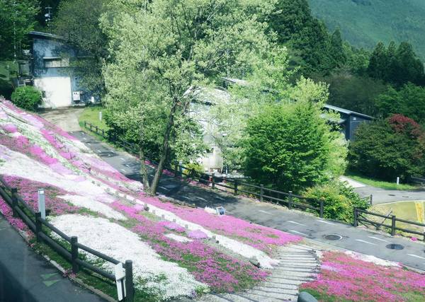 匠の聚芝桜見ごろを迎えました