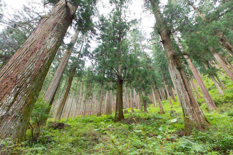 まっすぐにそびえ立つ杉、カッコイイ