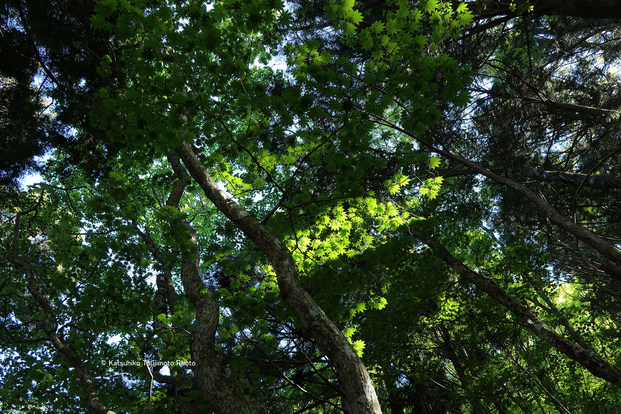 2017060613.jpg