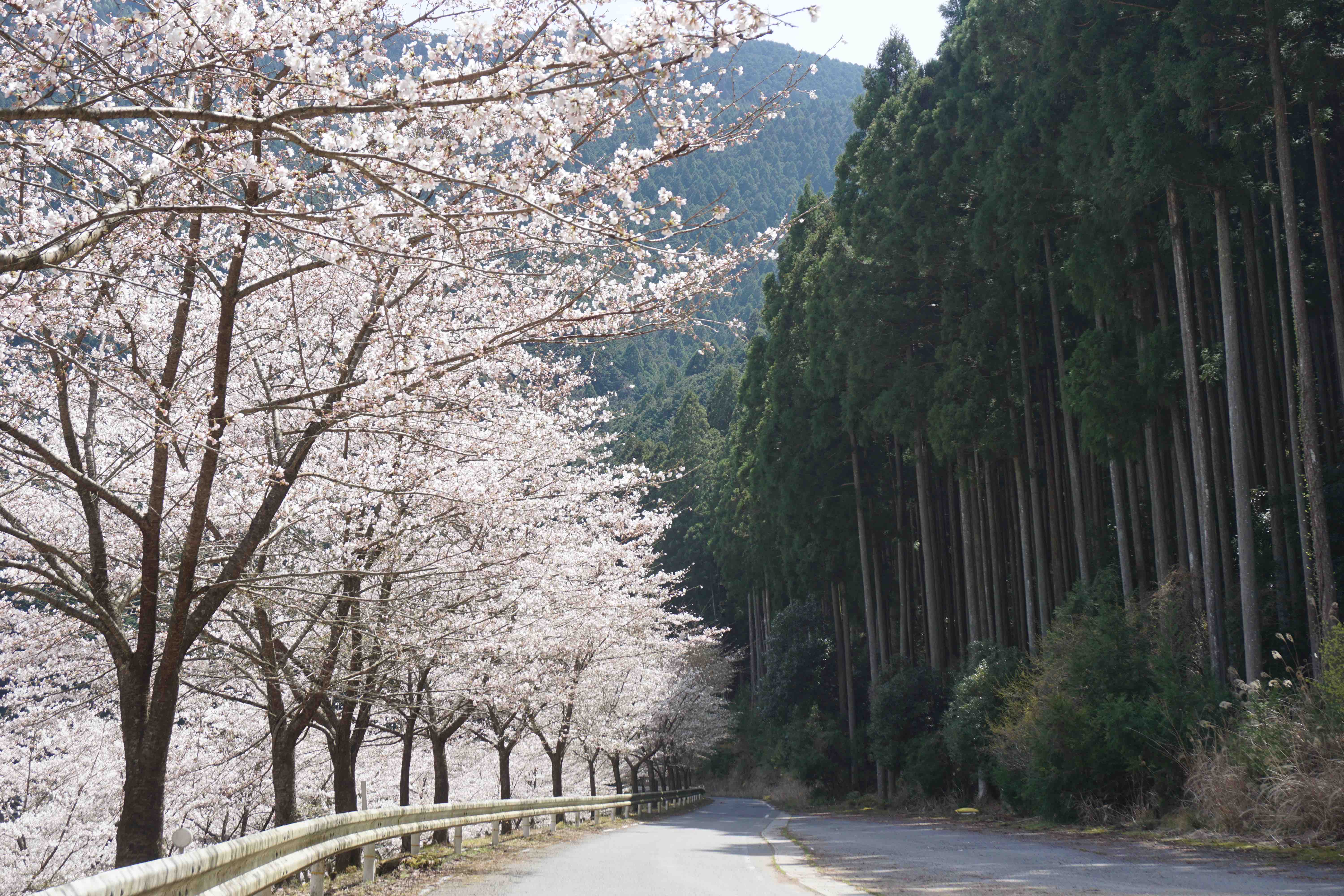 koiya20180331_02.jpg