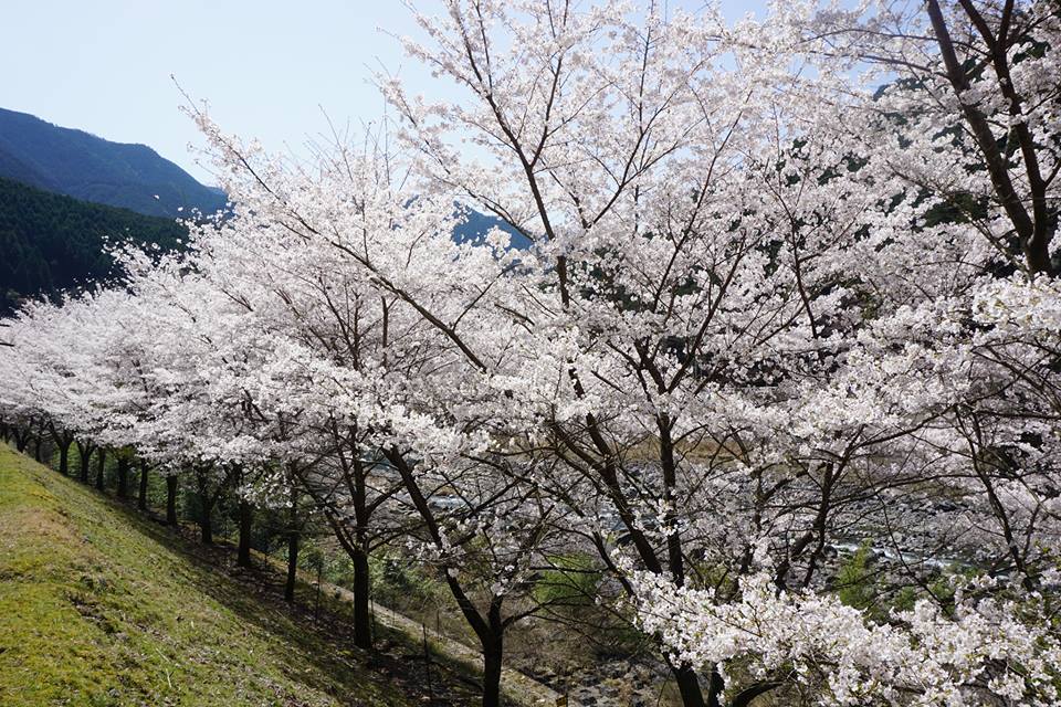 koiya20180331_03.jpg