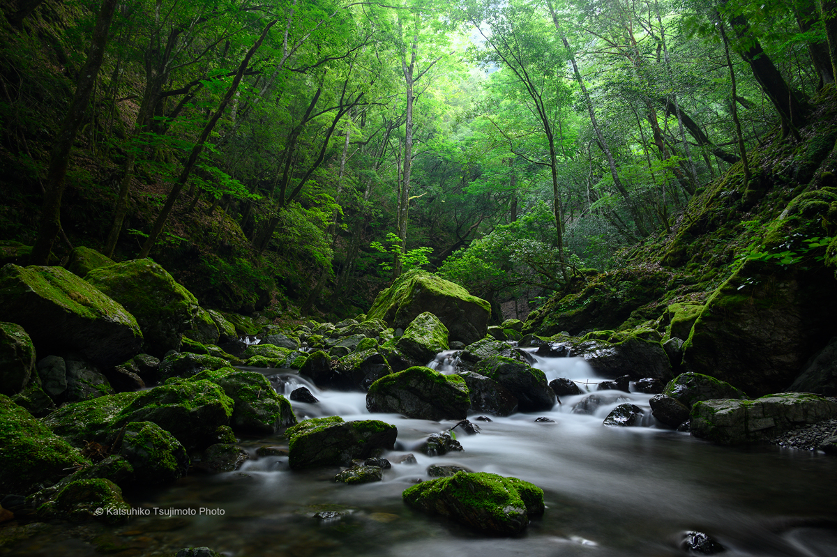 水源地の森.jpg