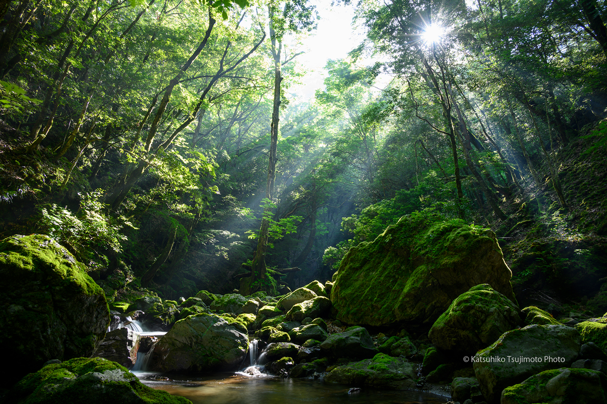 水源地の森.jpg