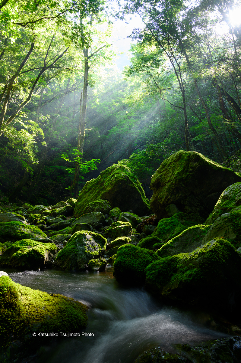 水源地の森.jpg
