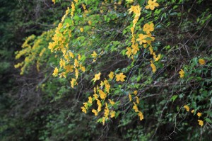 山吹２