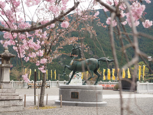 桜馬