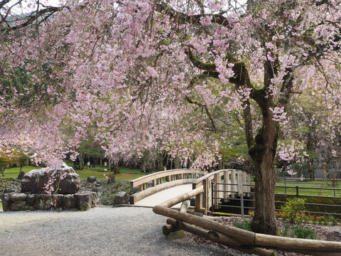 桜.jpg