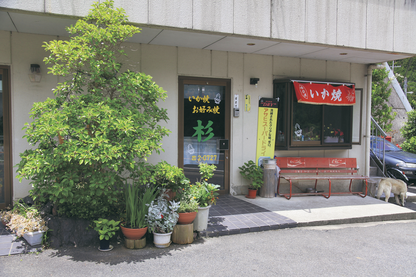 sugi.jpg