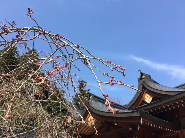 神社　桜