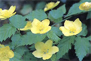 ヤマブキ画像 ヤマブキ画像